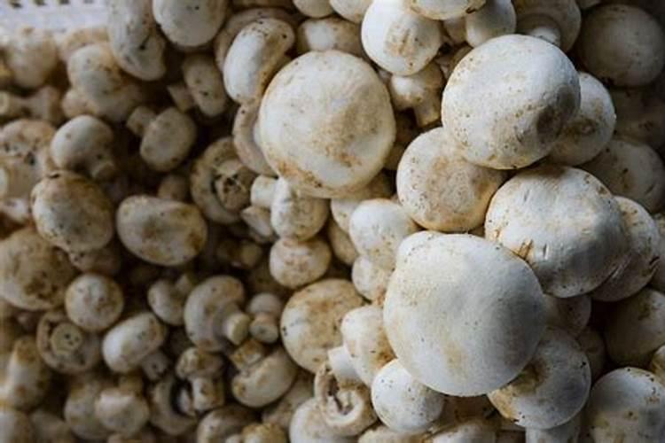 双孢菇病虫害防治的七大关键策略