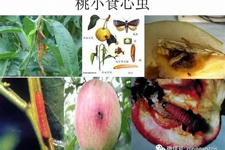 战胜桃小食心虫：药剂选择与应用策略