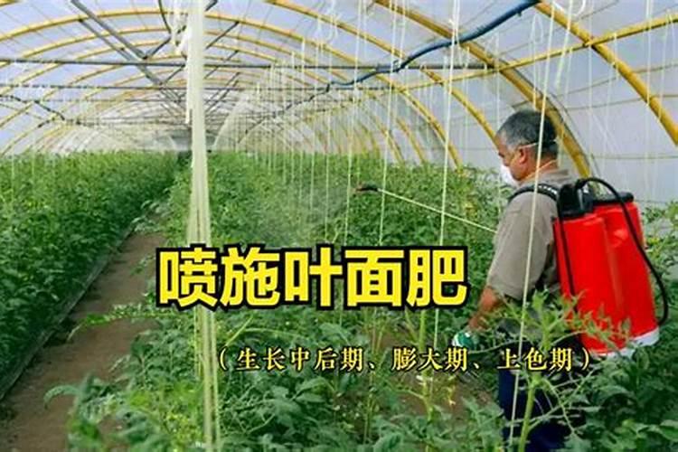 大棚芸豆育苗期打叶面肥吗好吗？