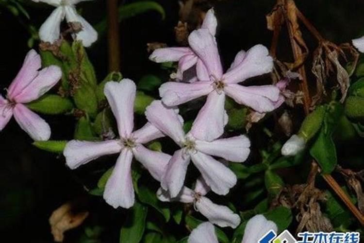石碱花用途