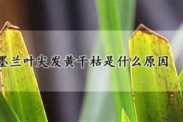 叶尖发黄什么原因？
