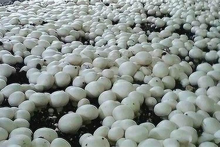 双孢菇栽培中氨气排不掉怎么办