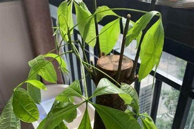 这是什么植物,为什么会掉叶子？