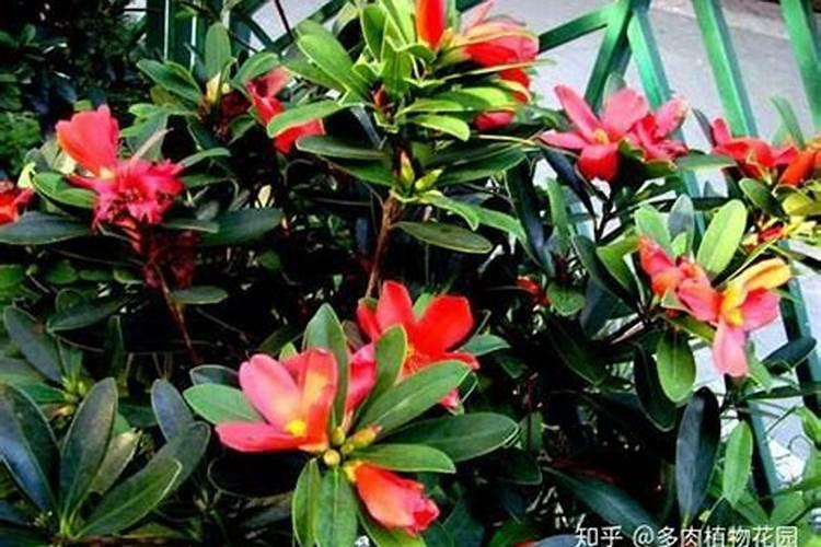 四季红山茶施什么肥最好？