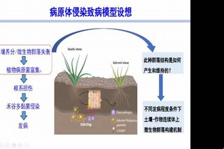 夏季蔬菜药害的阴影与光明：发生机理与综合防治策略