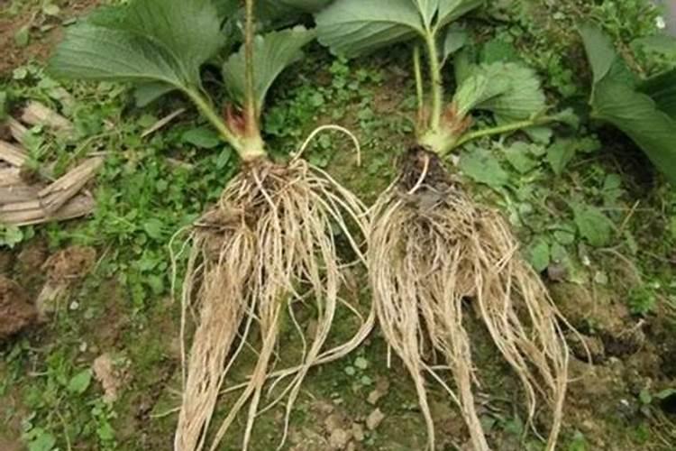 加速草莓苗生根与高效种植技巧全攻略