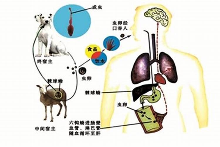包虫病的相关知识介绍