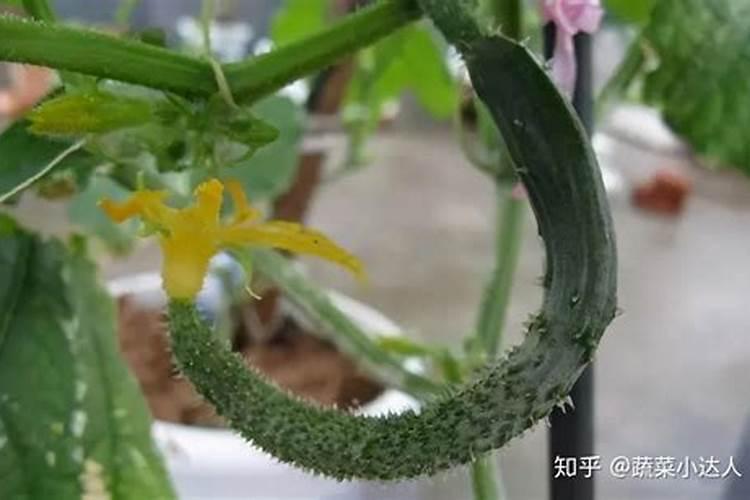 黄瓜弯曲的原因是什么？