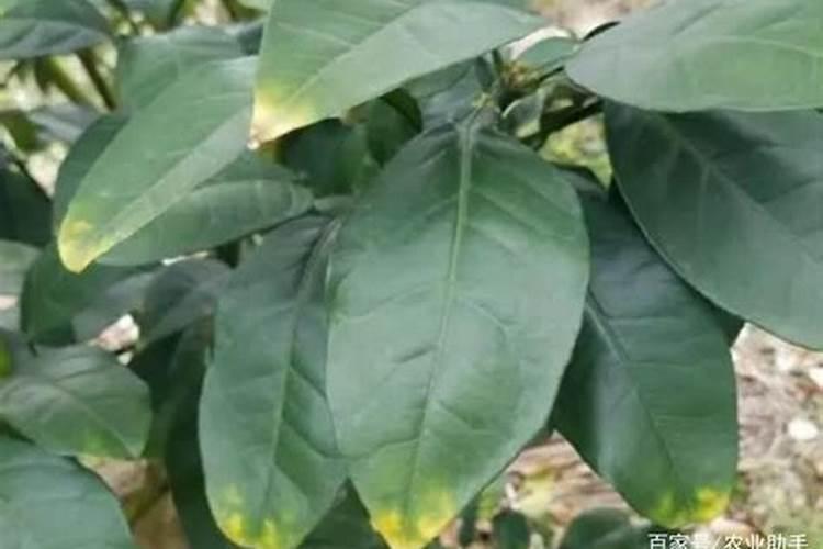 树缺钾肥会怎样处理？