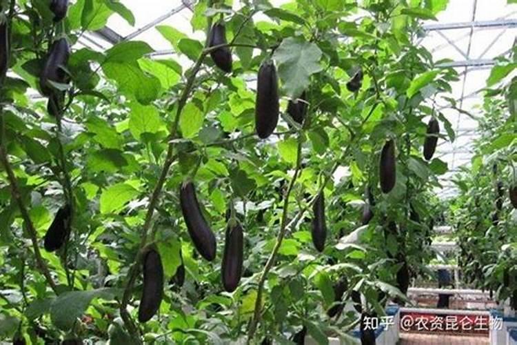 茄子萎蔫死亡原因是什么？有哪些防治措施？