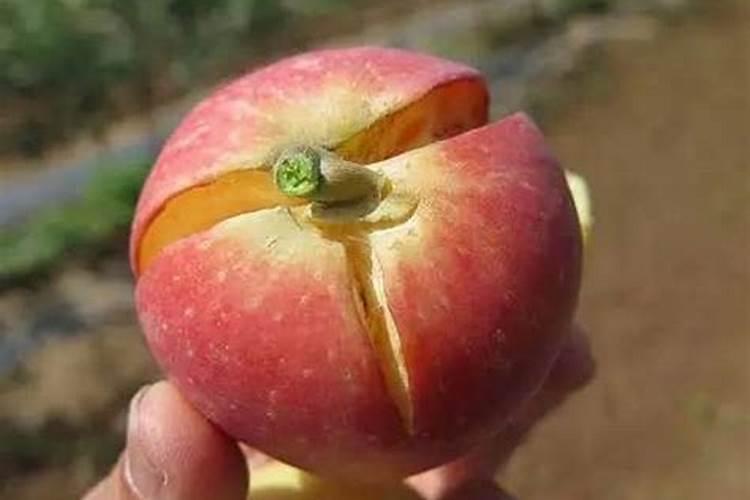 苹果果把裂口是什么原因？