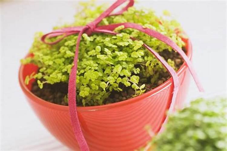 让盆栽花卉茁壮成长：三种常用施肥方法解析？