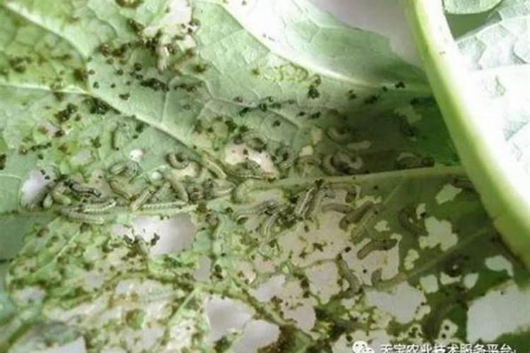 甜菜夜蛾的为害特点是什么？