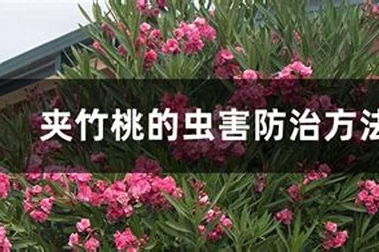 守护绿意盎然：夹竹桃虫害防治全攻略