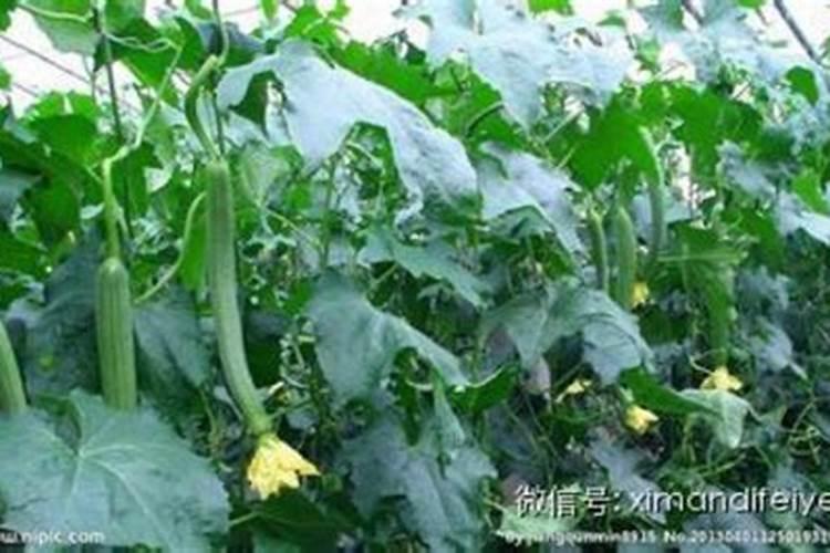 丝瓜缺素怎么办？