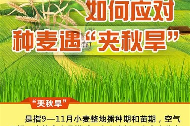 如何应对种麦遇“夹秋旱”？