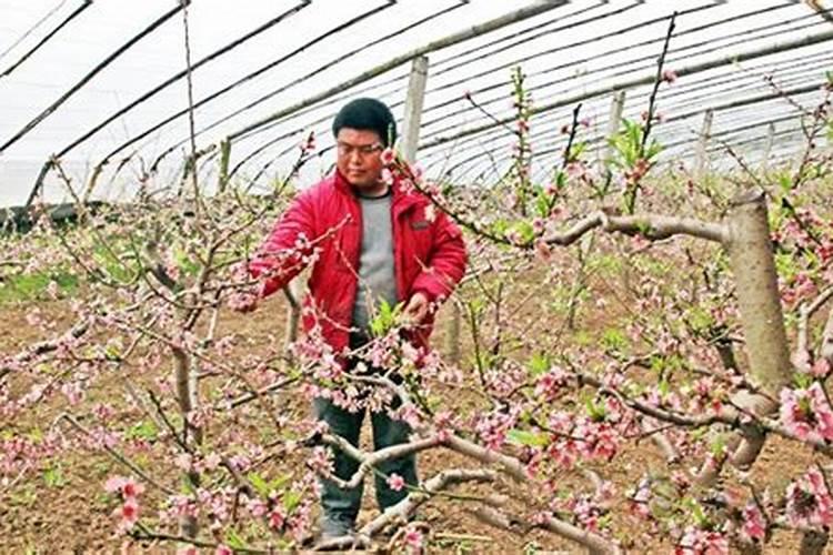 高寒地区日光温室油桃高产栽培管理技术