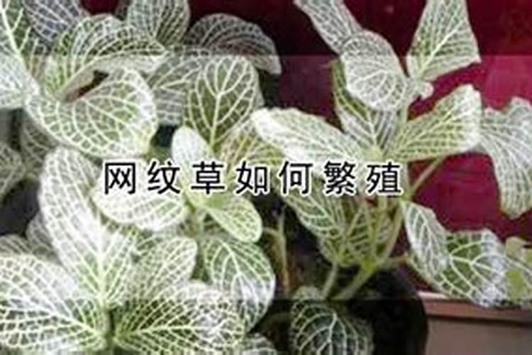 如何繁殖网纹草