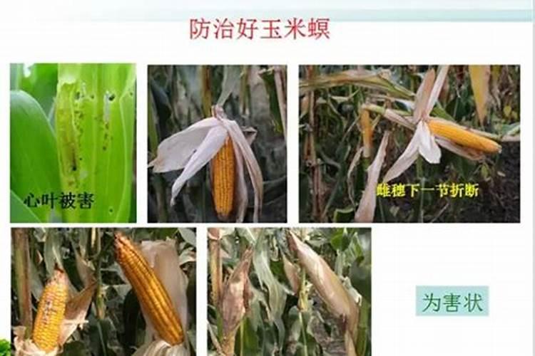 玉米螟对玉米的主要危害症状，玉米螟危害症状有哪些？