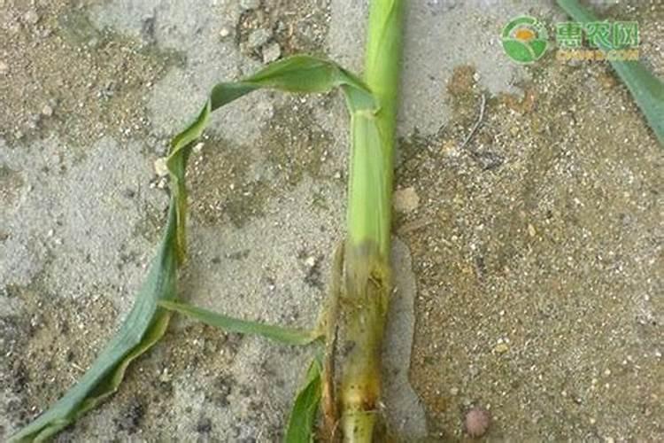 玉米性茎腐病：隐形杀手的防治策略