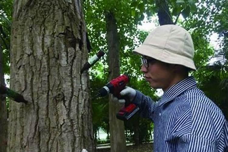 树干钻孔注药防治害虫的要点