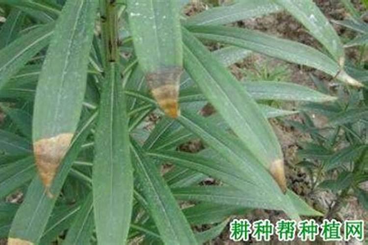 药用植物百合病毒病<a href=