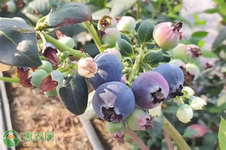 蓝莓什么时候加氮肥最好呢？