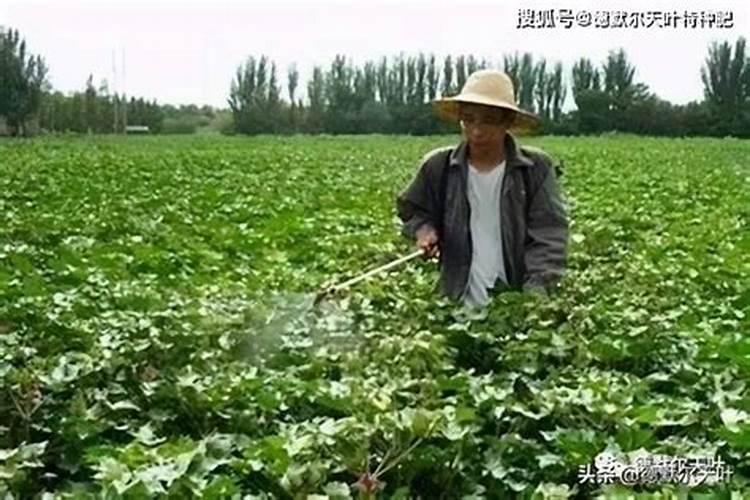 叶面钙肥安全期是多久？