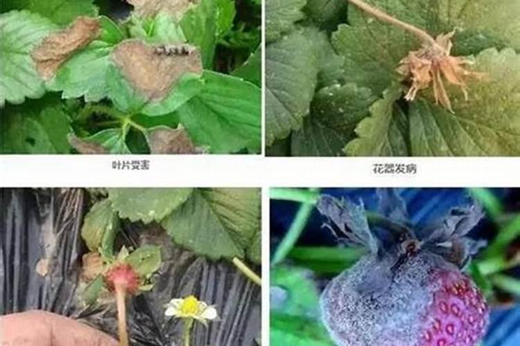 春季守护番茄园：灰霉病防治全攻略