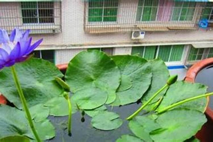 家养荷花叶子烂了怎么办：修剪与消毒的艺术？