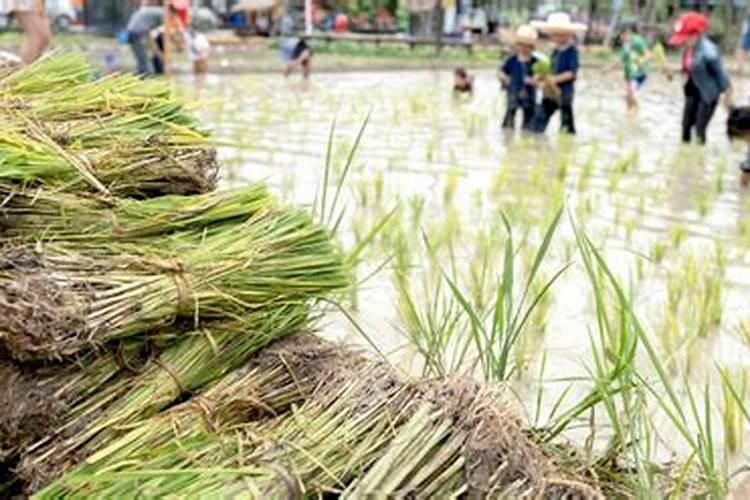 田间守护：水稻除草剂药害的补救之道