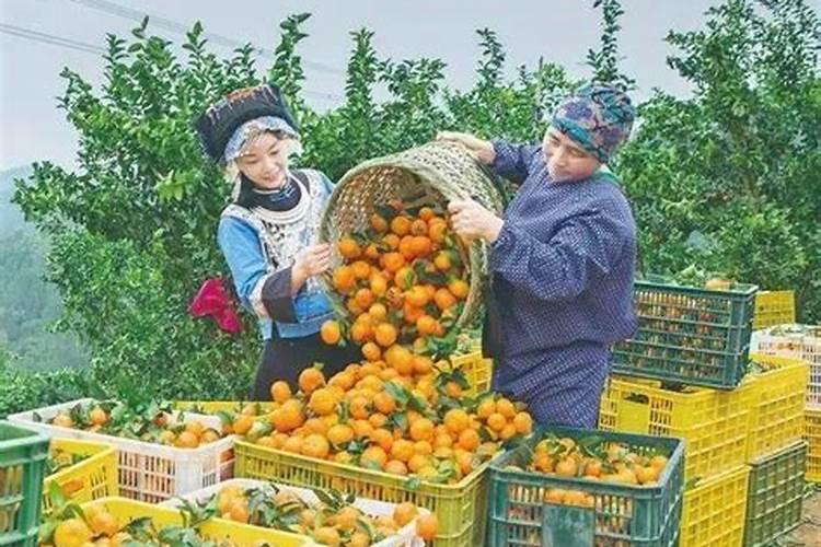 揭秘无籽沙糖桔的高效栽培秘籍