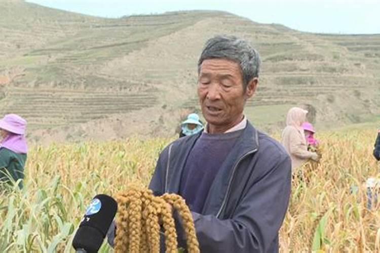 老师你好,看看这谷穗长的这么小,是什么原因造成的？