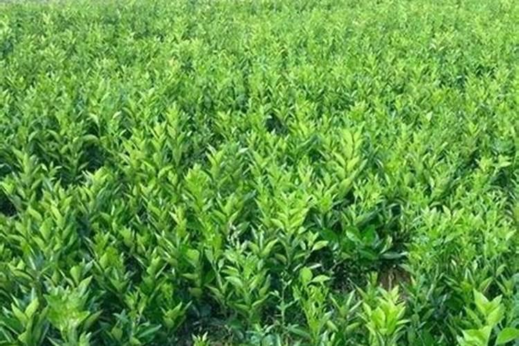 油茶育苗技术：掌握关键步骤，培育健康苗木