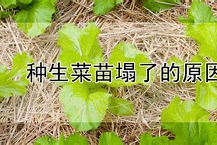 种生菜苗塌了的原因？