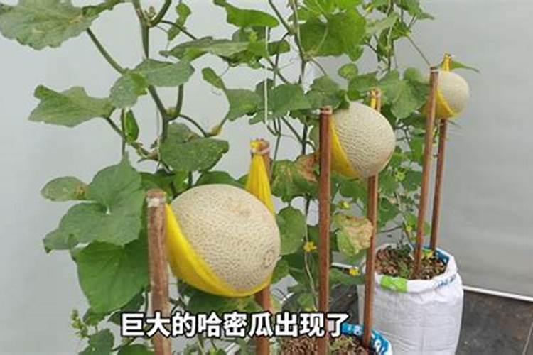 绿洲之宝：掌握哈密瓜的施肥秘诀