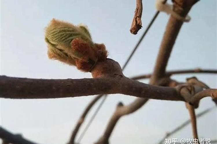 果树芽期怎么来防冻？