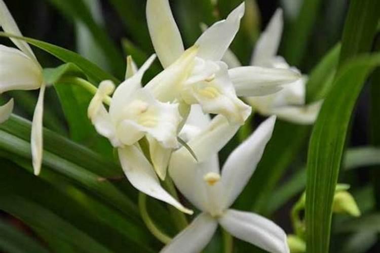 野生兰花种植技术