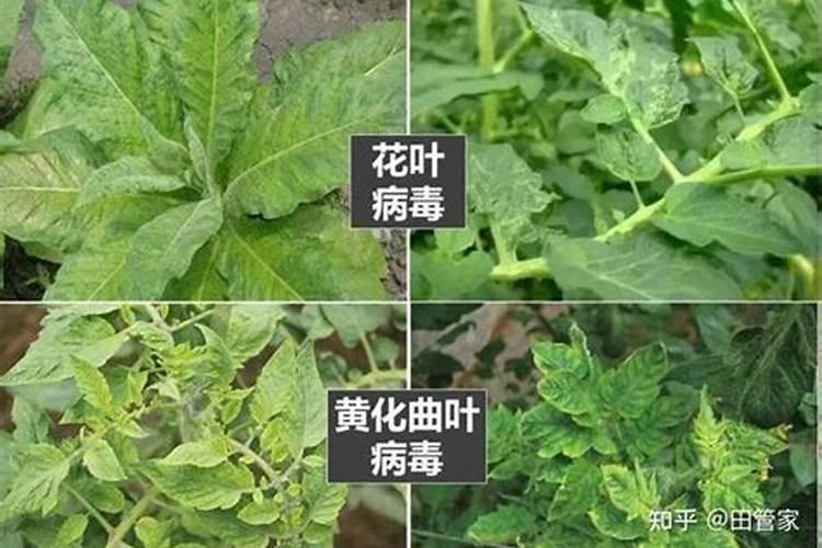 蔬菜夏季容易出现什么病害？蔬菜夏季常见病害
