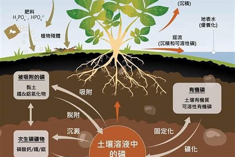 磷肥去向揭秘：土壤中的秘密循环
