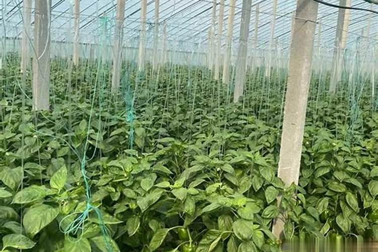 掌握关键步骤：大棚旱半夏的高效种植指南