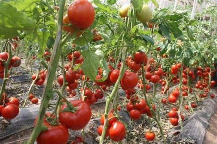 茄子的栽培秘诀：从特性到基肥施用的全面解析