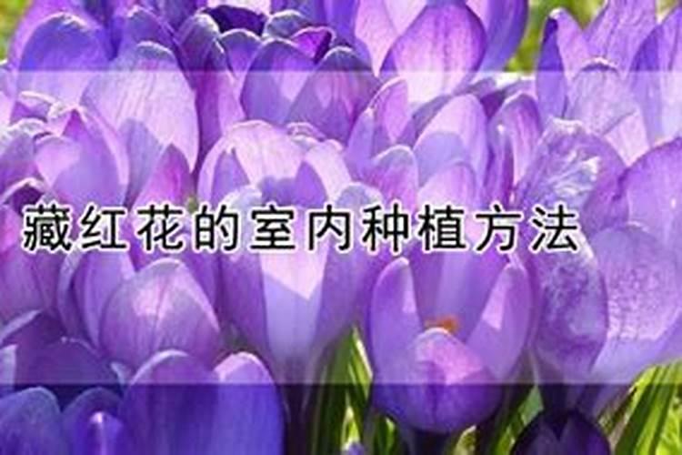揭秘藏红花室内种植的奥秘