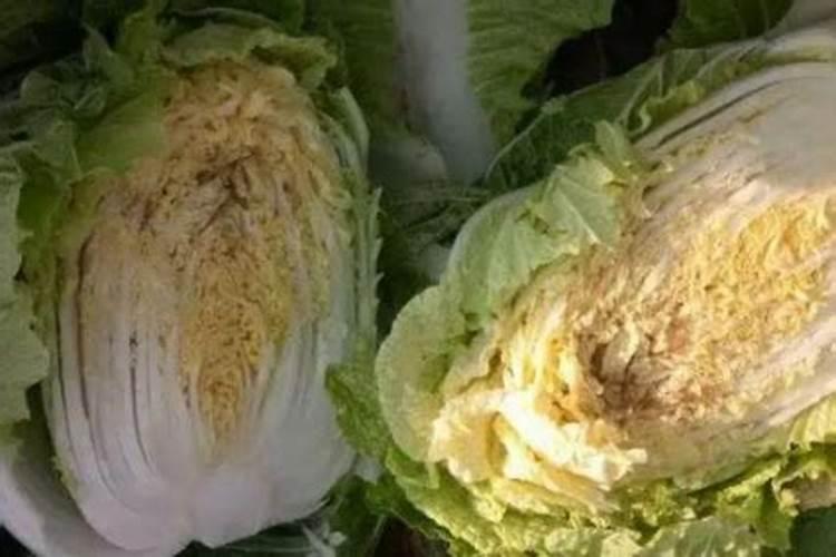 白菜干烧心病怎么治？