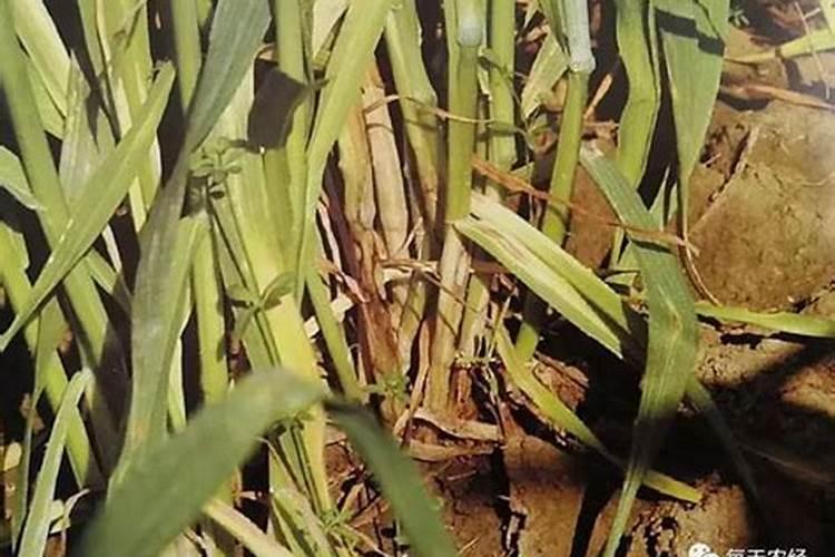 小麦纹枯病防治方法有哪些？