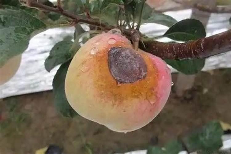 苹果园守护：策略预防再植病