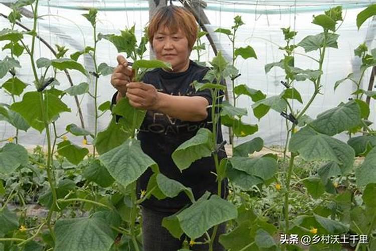 黄瓜施肥的黄金法则：走向高产的秘诀