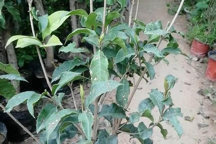 用蜡木树嫁接桂花好不好？