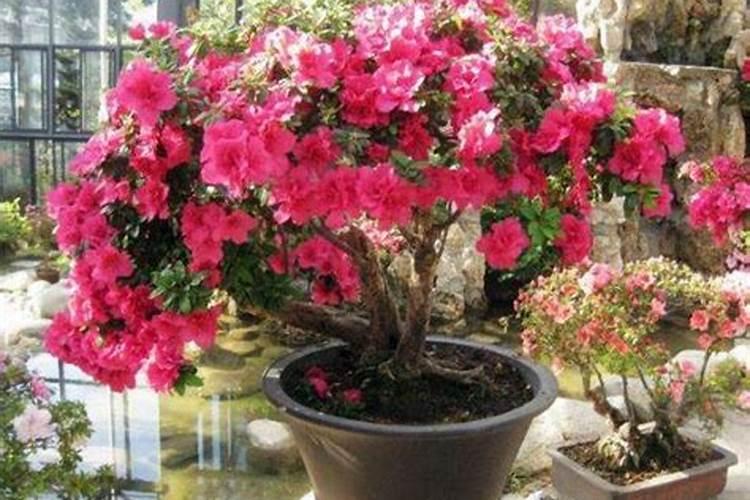 杜鹃花种子怎么种,4个步骤让杜鹃花快速生根发芽