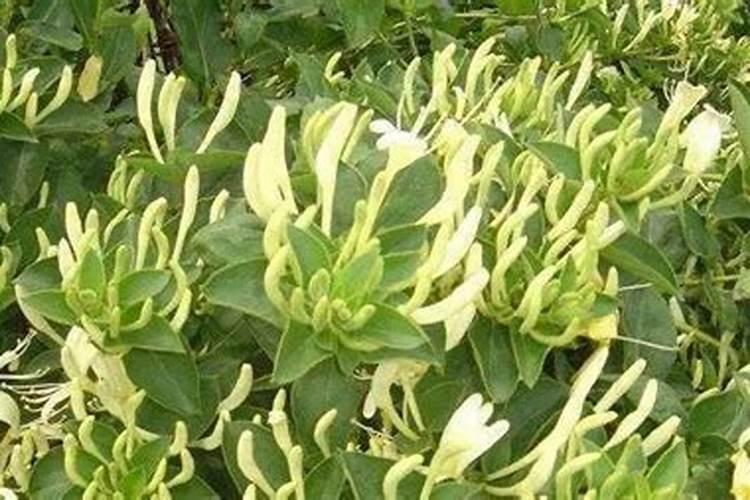 金银花如何种植